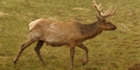 Jeune cerf à l'affût